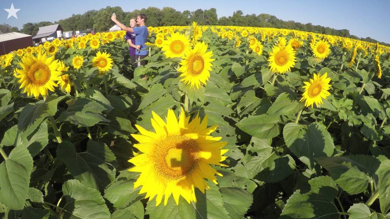 Time-lapse of sunflowers at Grinter Farms