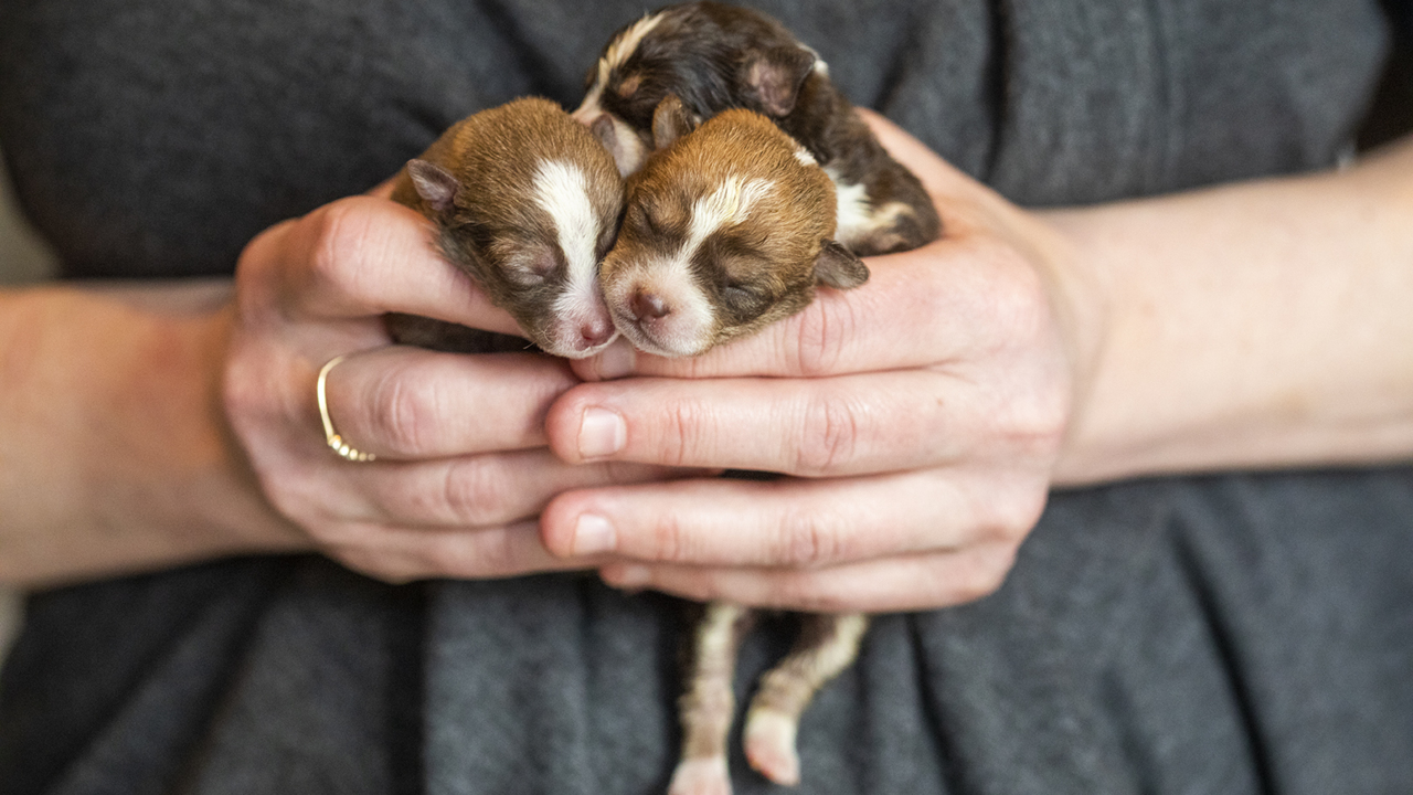 These puppies were born without front legs. But this NC rescue group plans to help.