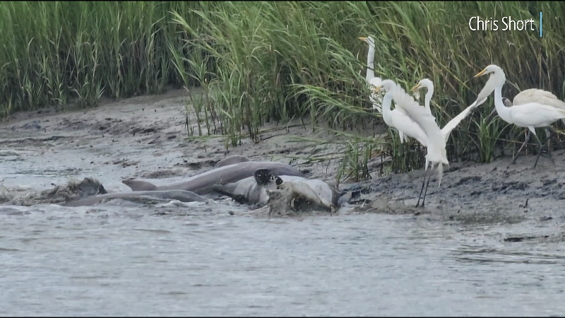 Video shows wading birds reap the rewards of dolphins strand feeding in SC river