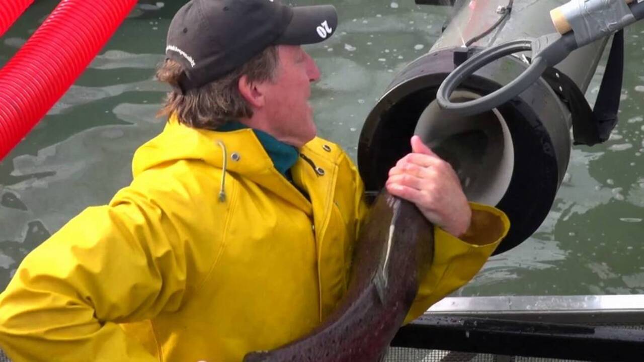 Fishing line: Salmon season closed on American River