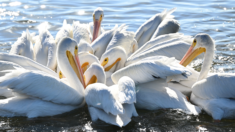 Pelican parade: Florida's snowbirds visit historic Cortez Village