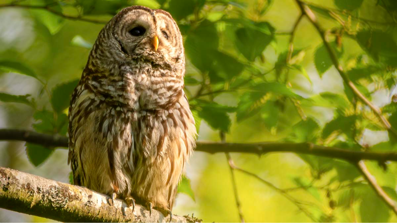 Barred owls are actively being culled in Washington state