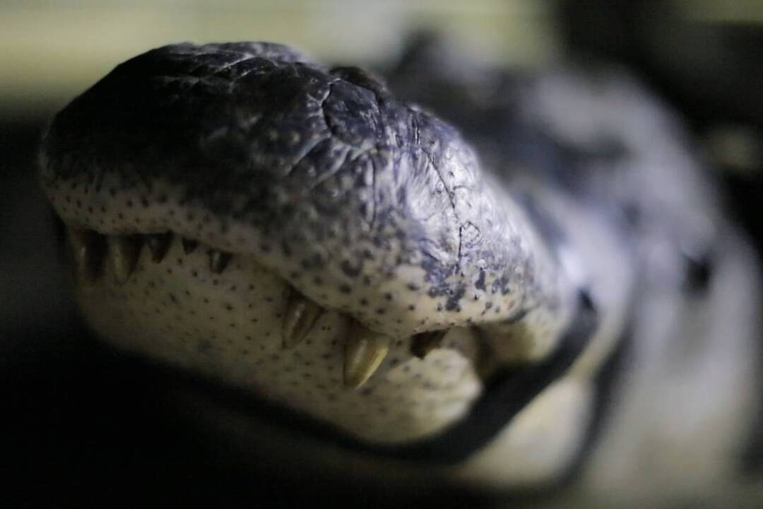 Chomp, chomp! Alligator season begins at the end of the month