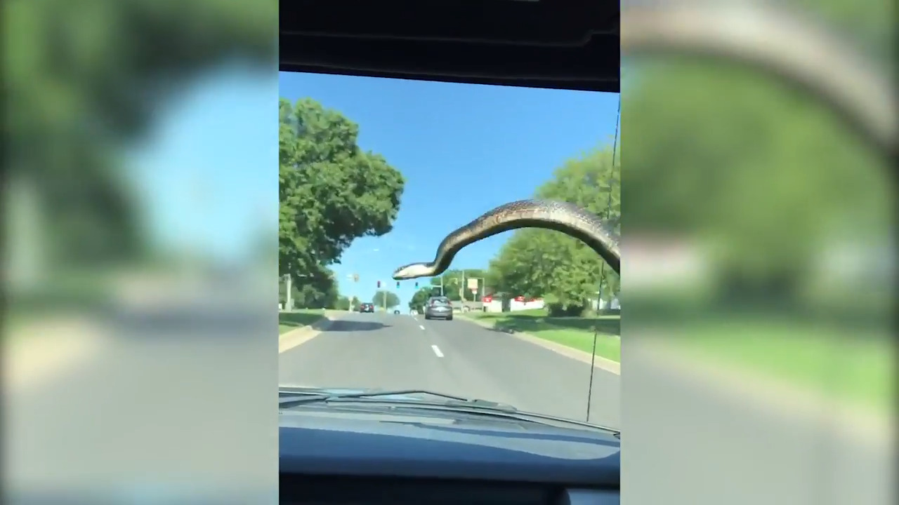 Video shows snake on moving truck get flicked by a Kansas driver’s windshield wipers
