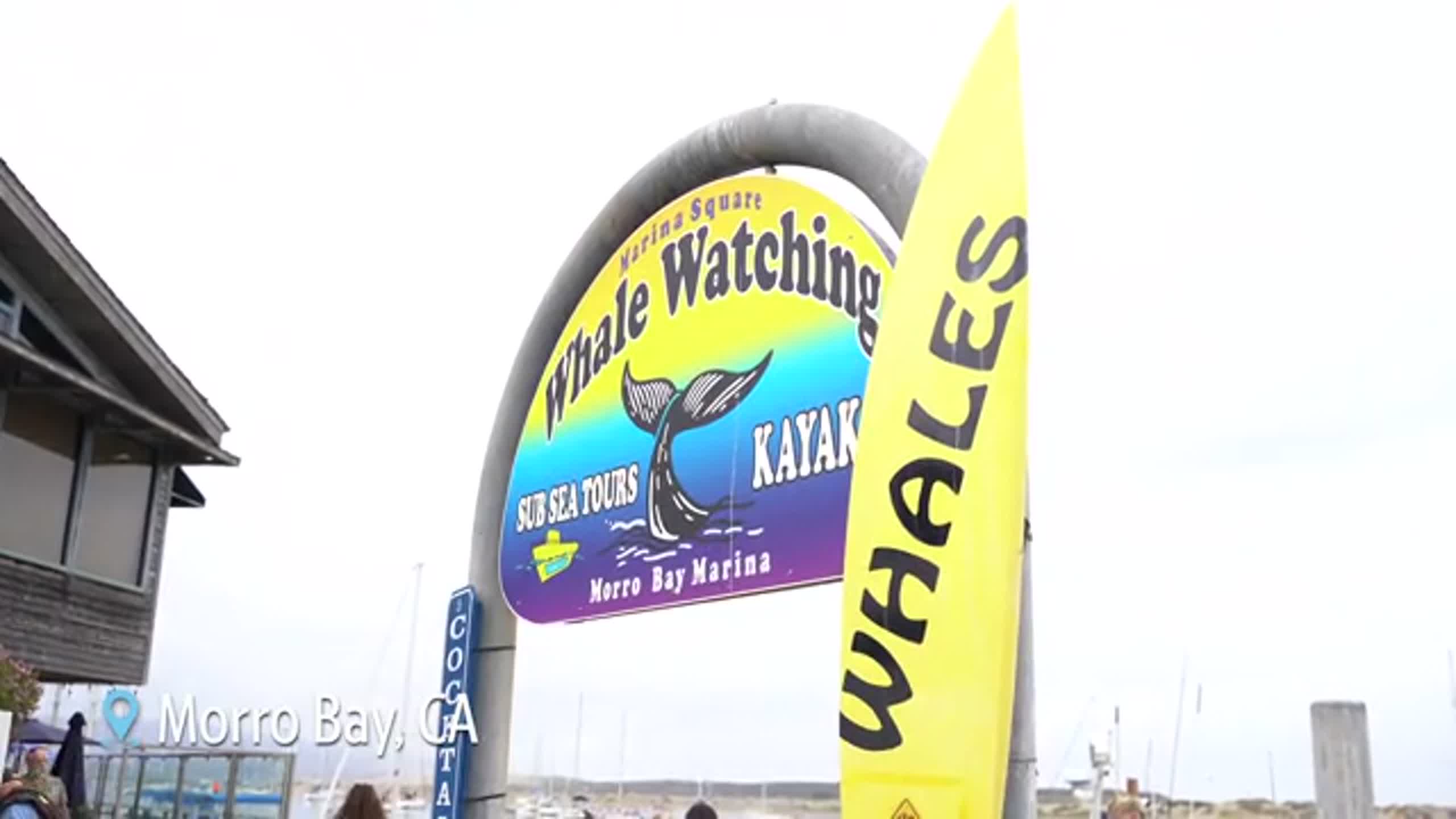 Video: See humpback whales breaching off the coast of Morro Bay
