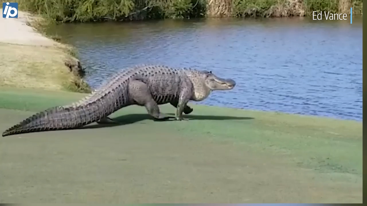 Headless alligator found in SC creek. It was removed for a homeowner’s association