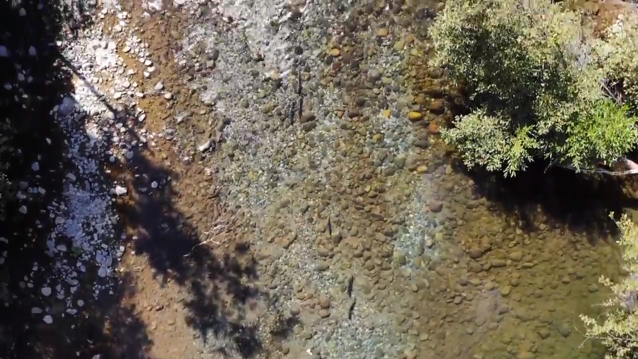 Watch the salmon run in beautiful Butte Creek from a bird’s-eye view