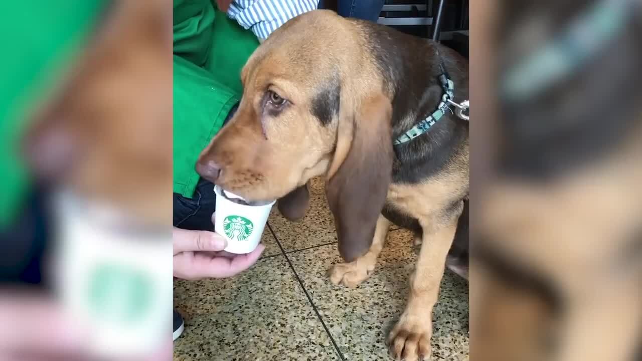 K9 enjoys much needed coffee break as she laps up a ‘Puppuccino’ at Starbucks