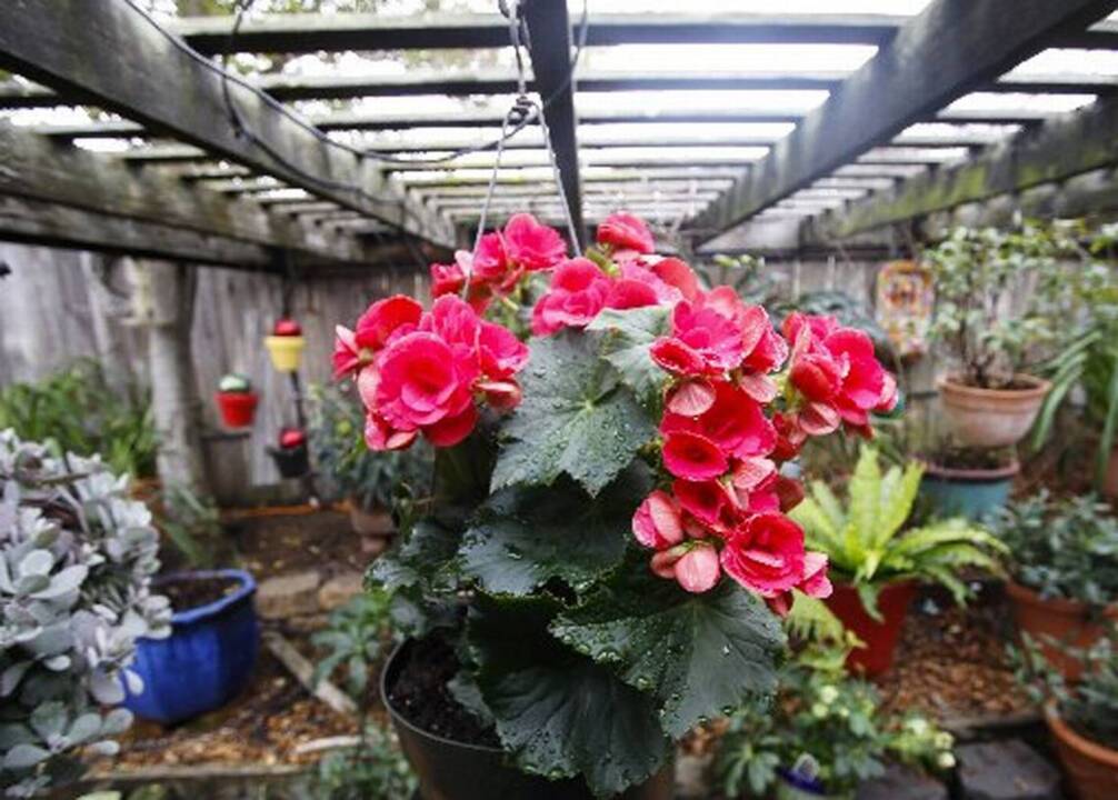 The von Franqué and Daerr garden in Los Osos