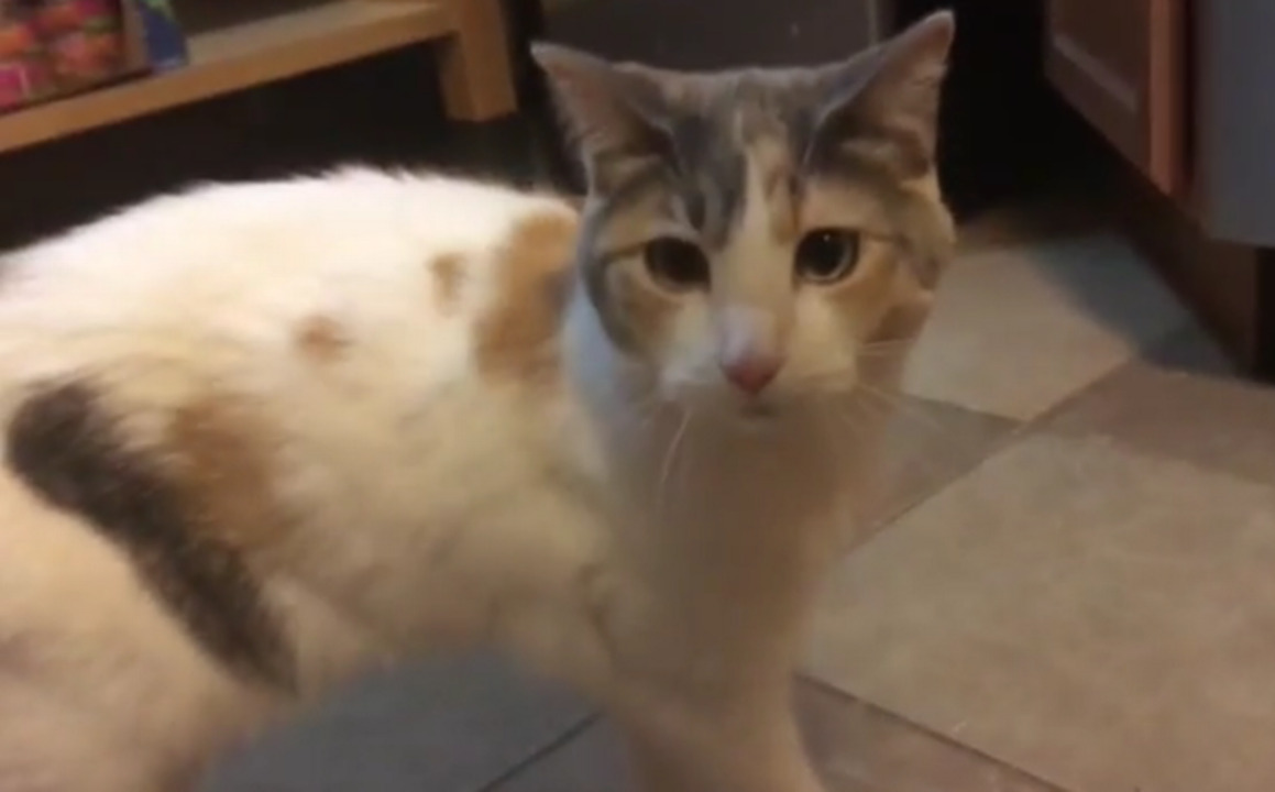 Female cat owners benefit most from stress-reducing effect of a pet