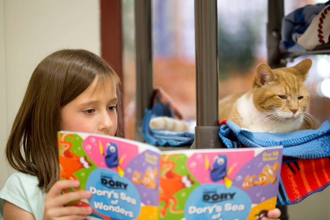 Kids Read To Sheltered Cats