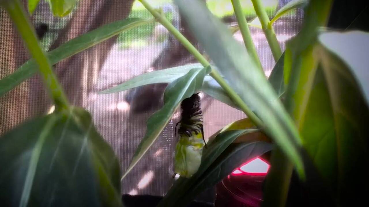 Watch a Monarch caterpillar pupate at 8X speed