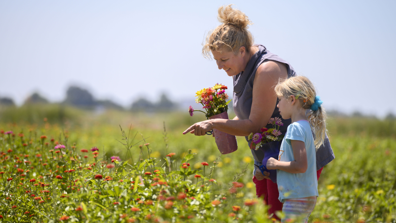 The Sacramento Valley is in full bloom. Here’s where you can pick a fresh bouquet of flowers
