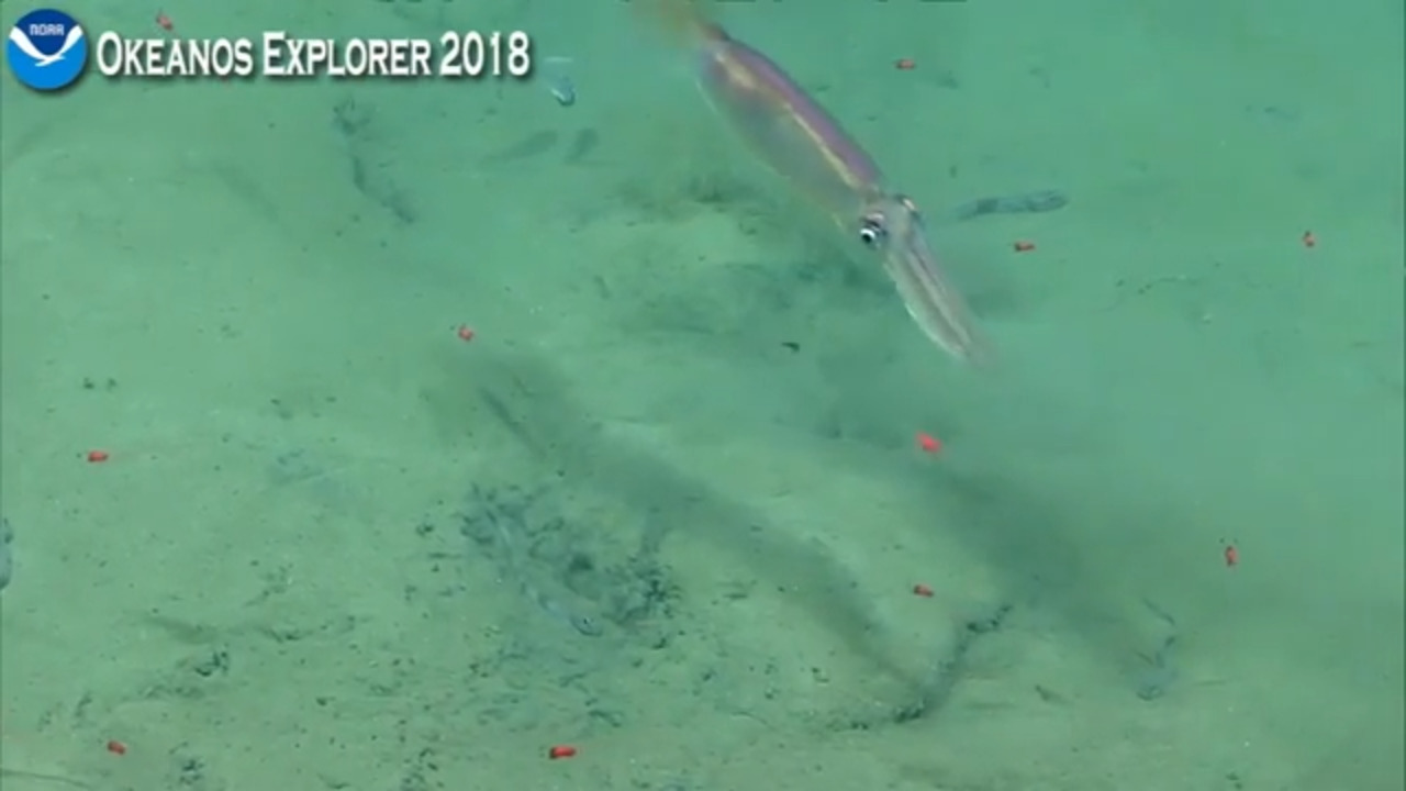 Sonar anomaly off NC investigated. Could be shipwreck, rock formation — 'or otherwise'