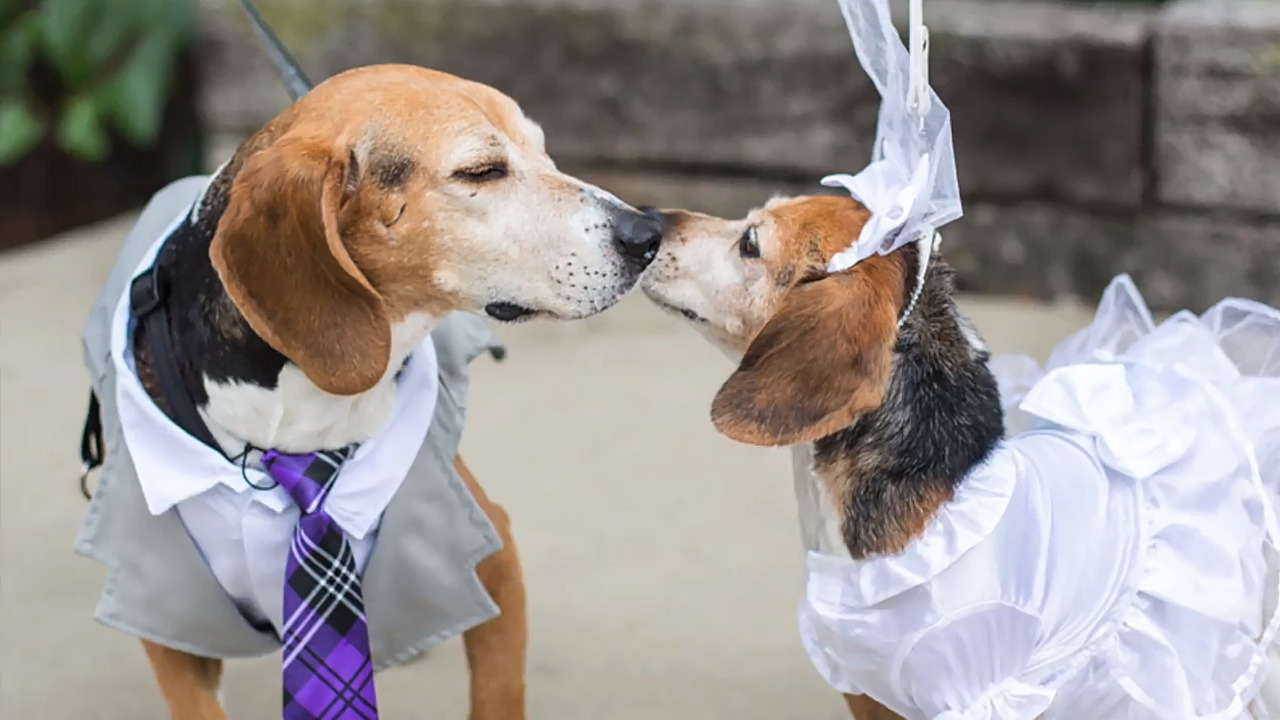 Beagle bucket list wedding: Marge & Rogers tie the knot