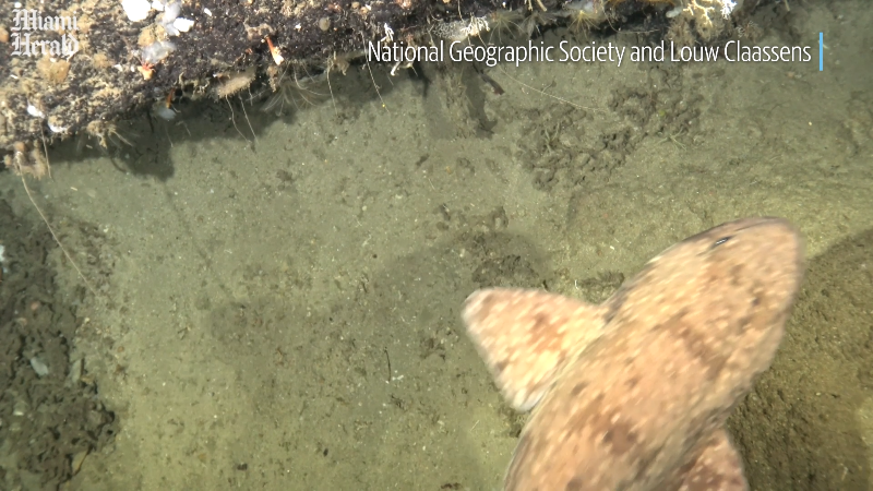 Deep-sea camera films first video of poorly known shark