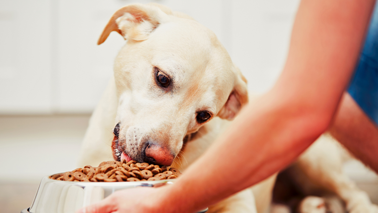What you are feeding your dog could be causing heart disease, FDA finds