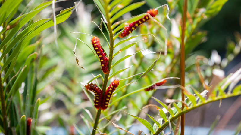 Rare butterfly is behind ‘mass destruction’ on rare Miami plants. Can both be protected?