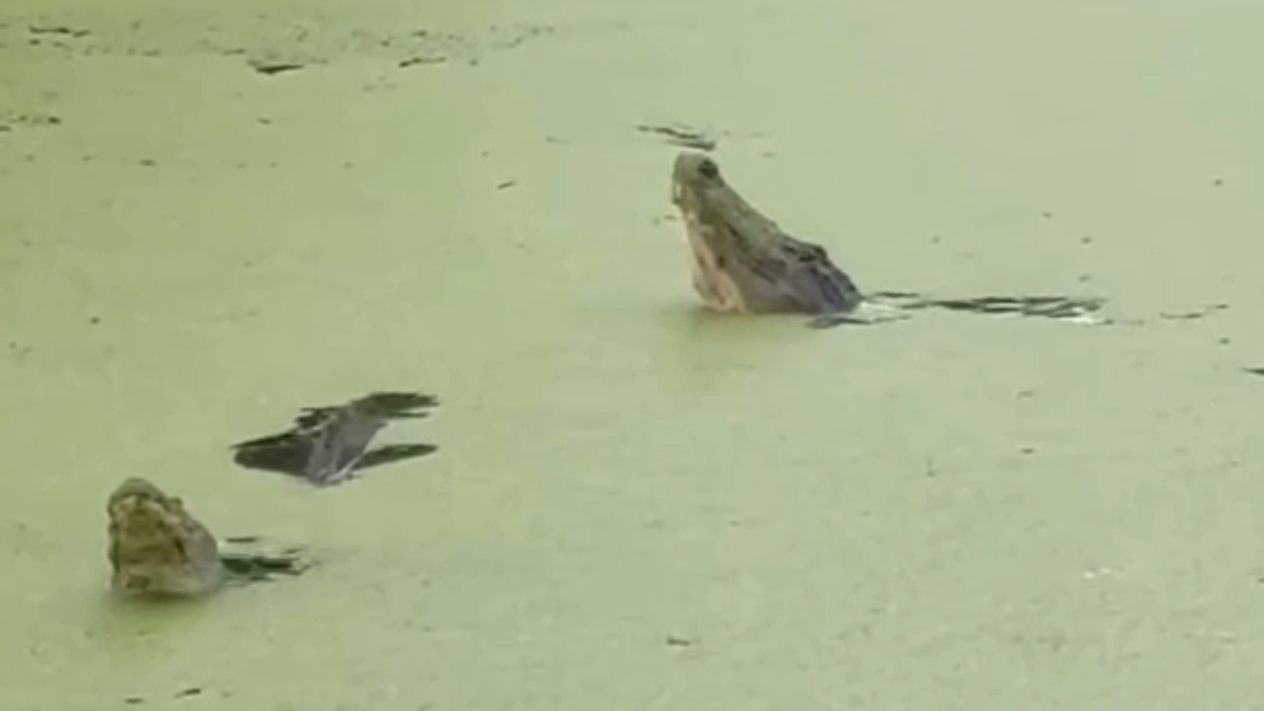 Listen as SC alligators perform mating ritual