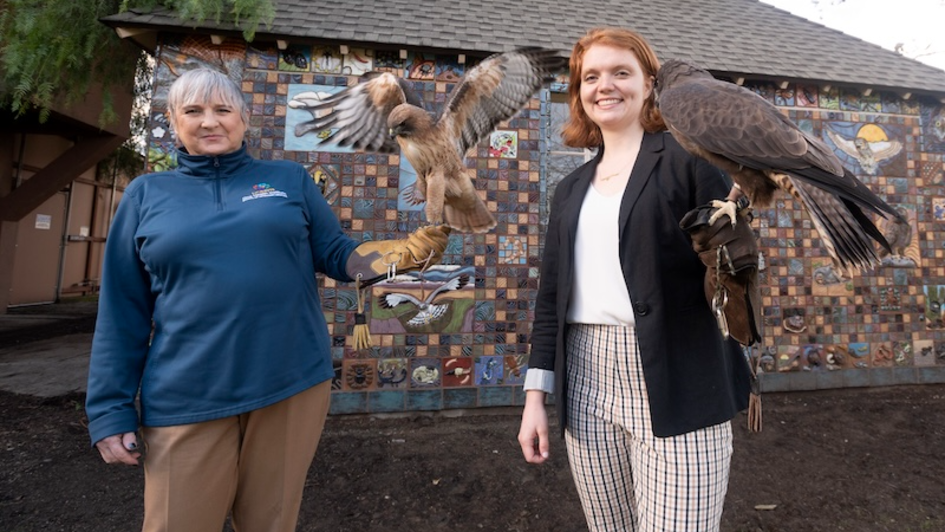See raptors in slow‑mo as UC Davis lab aims to improve drone flight
