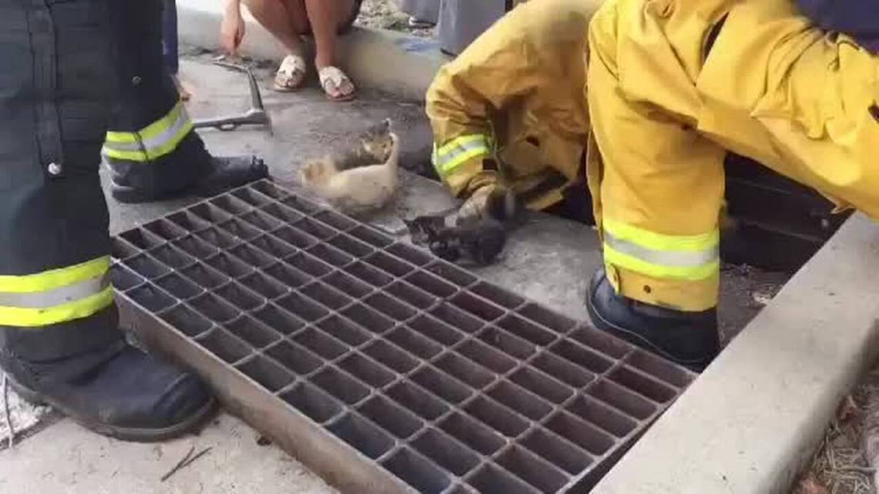 Firefighters pull 8 kittens from Sacramento storm drain; mama cat approves