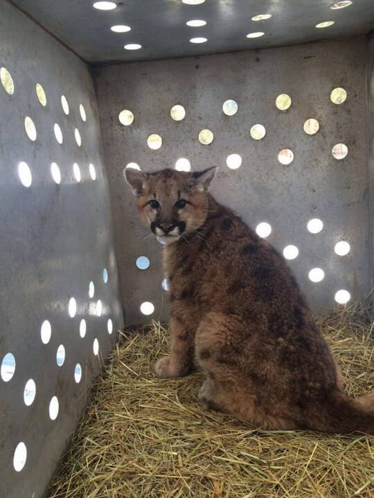 Orphaned mountain lion kittens from McCall area get new home at Pennsylvania zoo