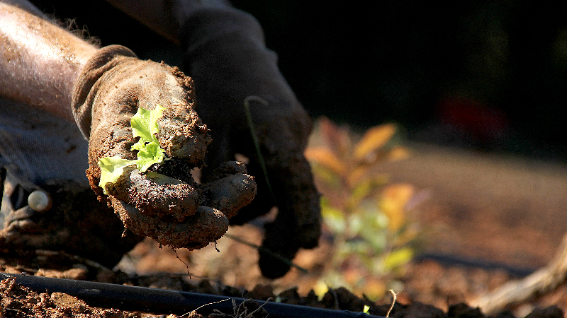 Orange County farm expands to grow more produce for children