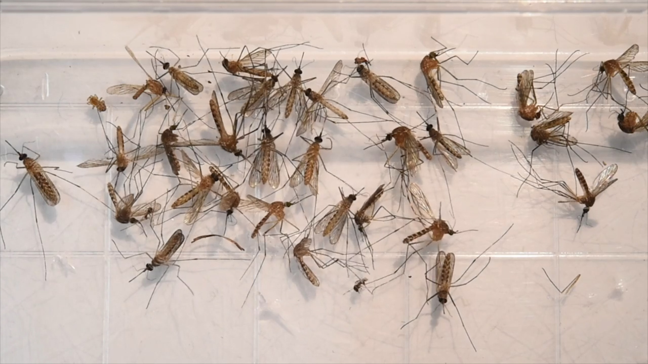 West Nile Virus confirmed in Columbia, city to begin mosquito spraying