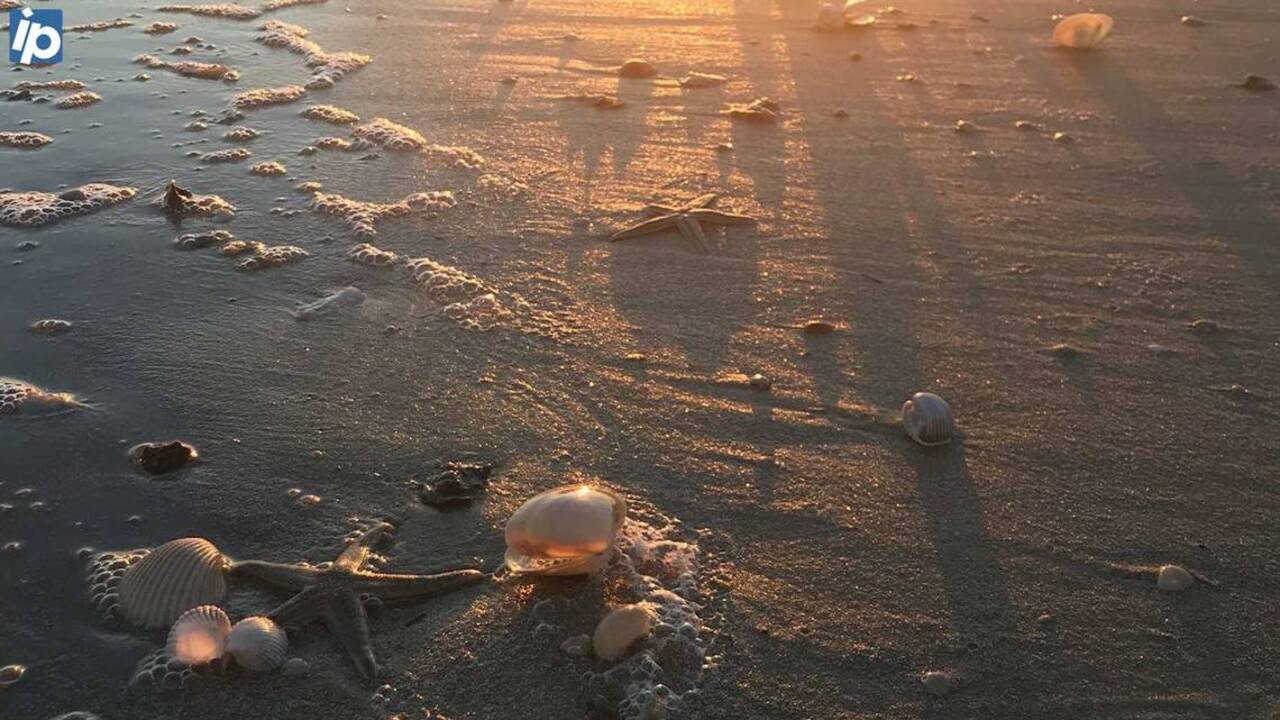 Here’s why you see so many starfish and jellyfish on Lowcountry beaches in the winter