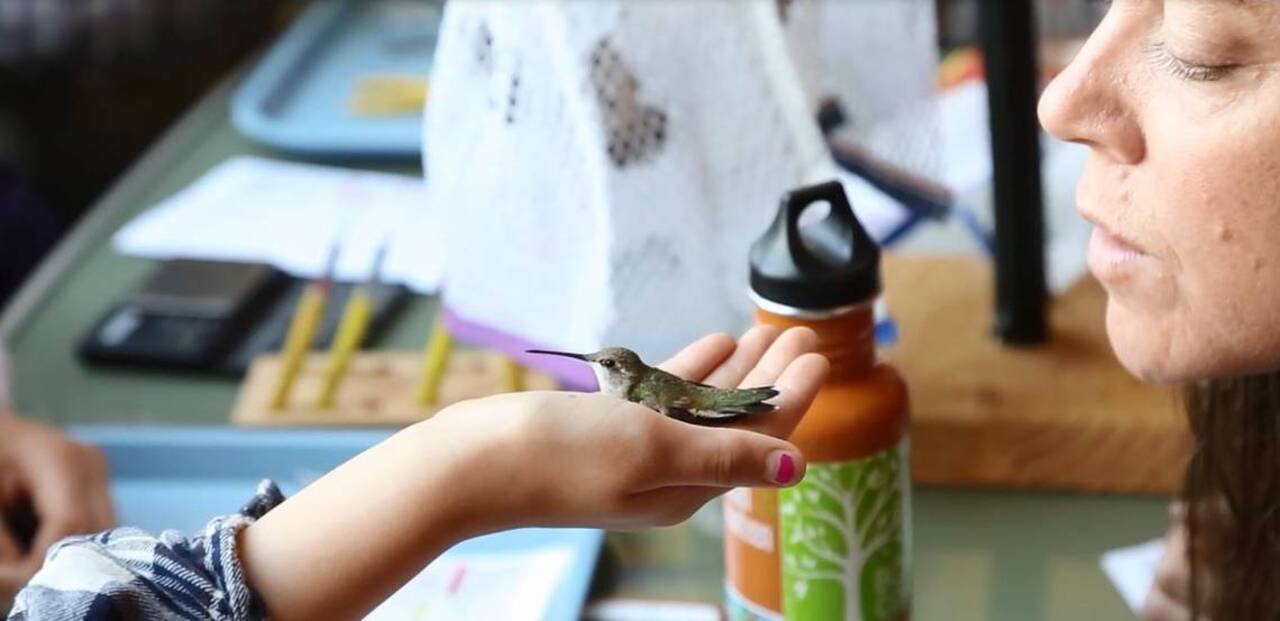 Children get hands-on lessons to help tiny hummingbirds