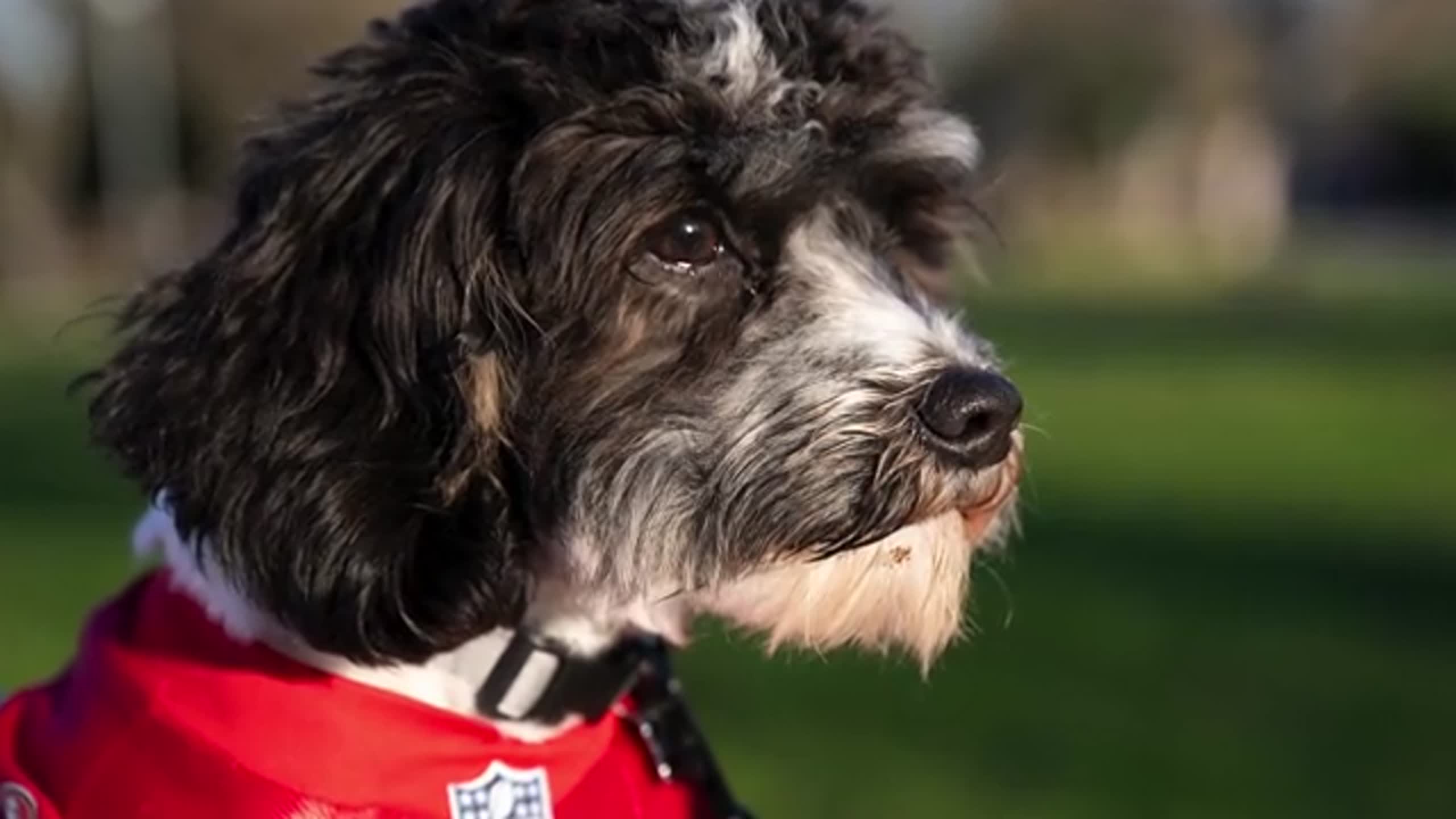 Meet Dee-Bone Samuel, who is competing in Puppy Bowl XXI