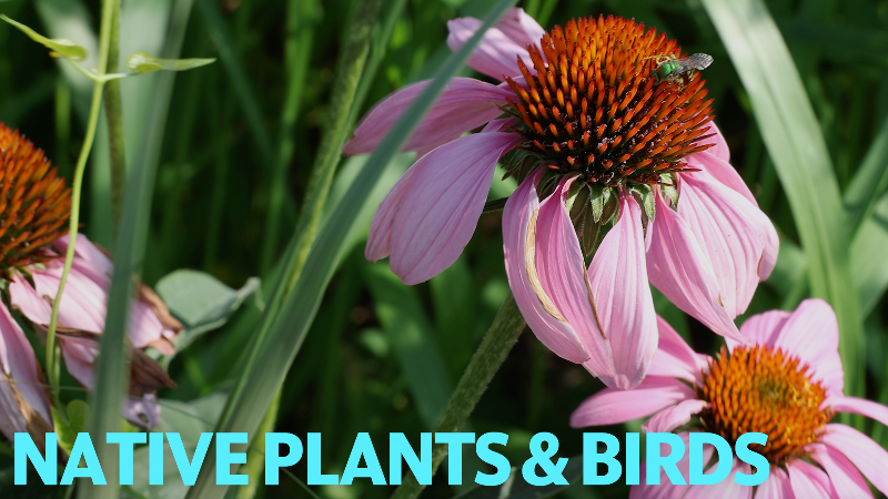 This nonprofit will help bring native birds to your yard