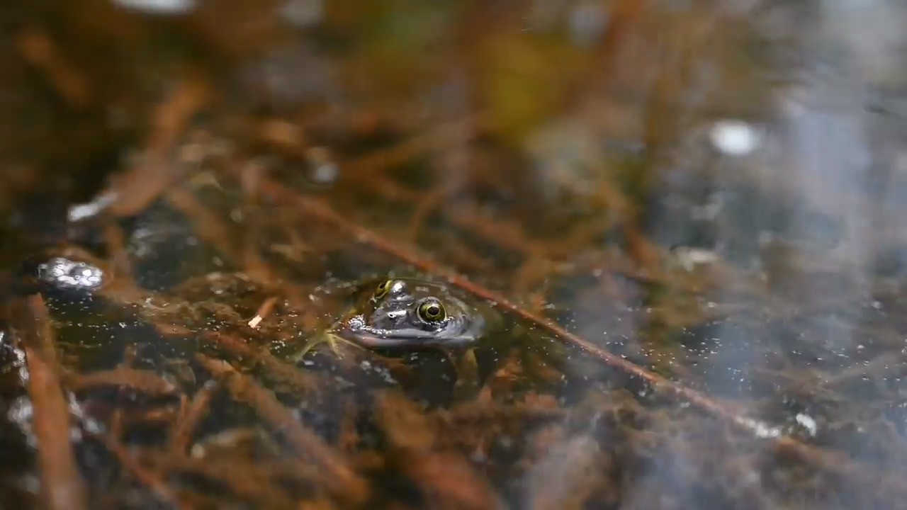 Scientists using sound survey to find invasive frogs in Whatcom ...