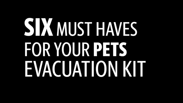 Six things to have for your pet’s evacuation kit