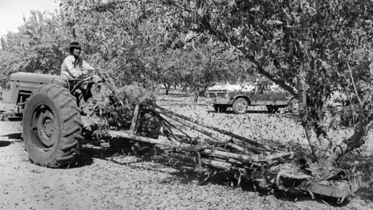 Paso Robles used to be the Almond Capital of the World. What happened?