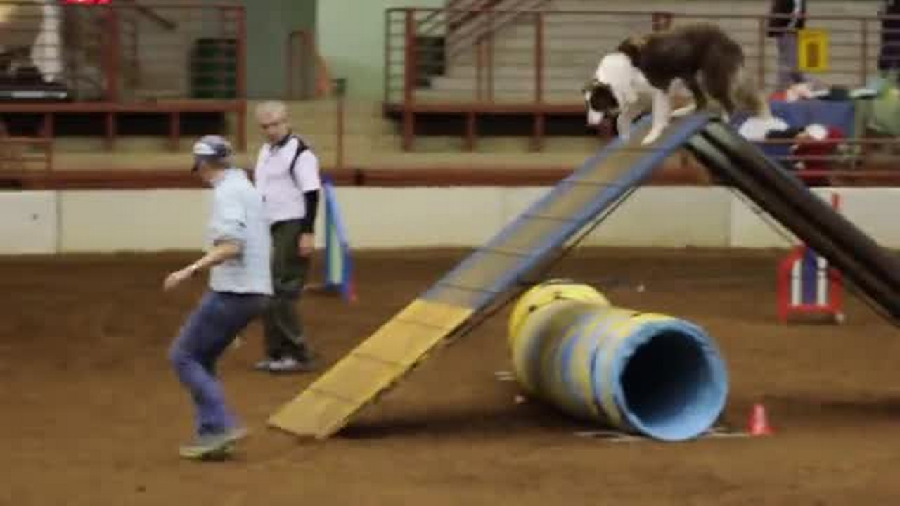 Elderly dog still loves running agility course
