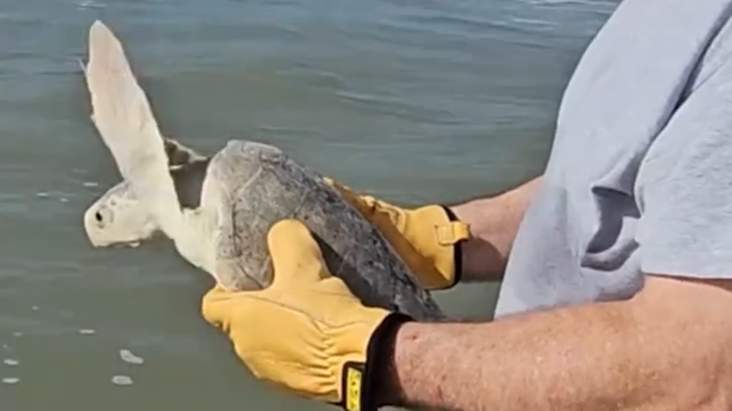 Endangered sea turtle accidentally caught and released in Myrtle Beach