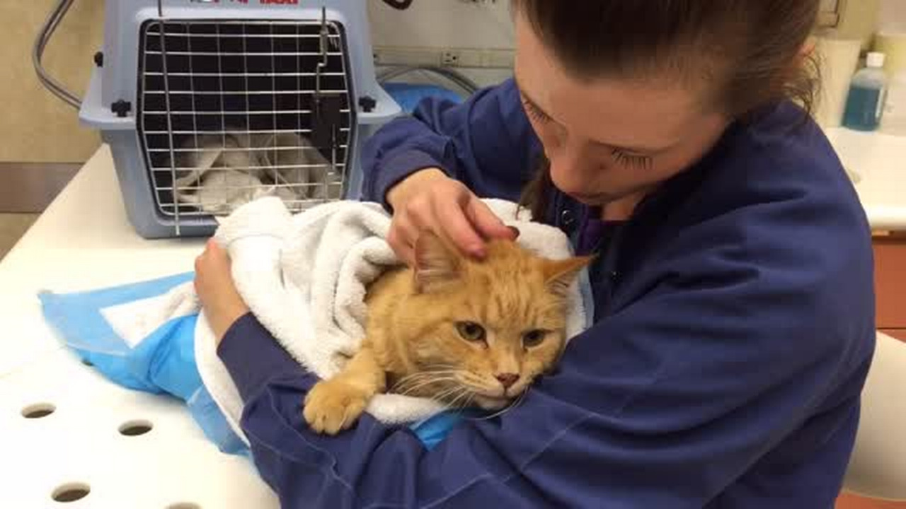 From pets to people? Scientists’ stem cell work gives humans hope