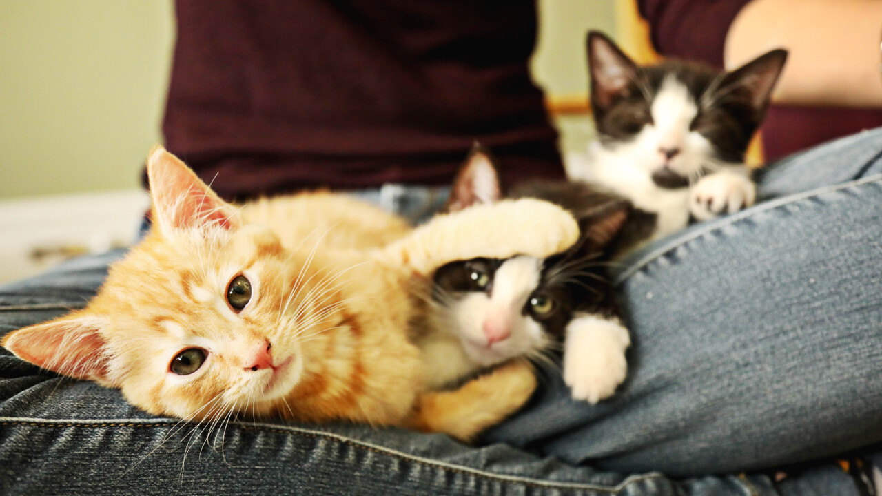 Feline foster mom turns Raleigh kittens into social media stars — and helps them find homes