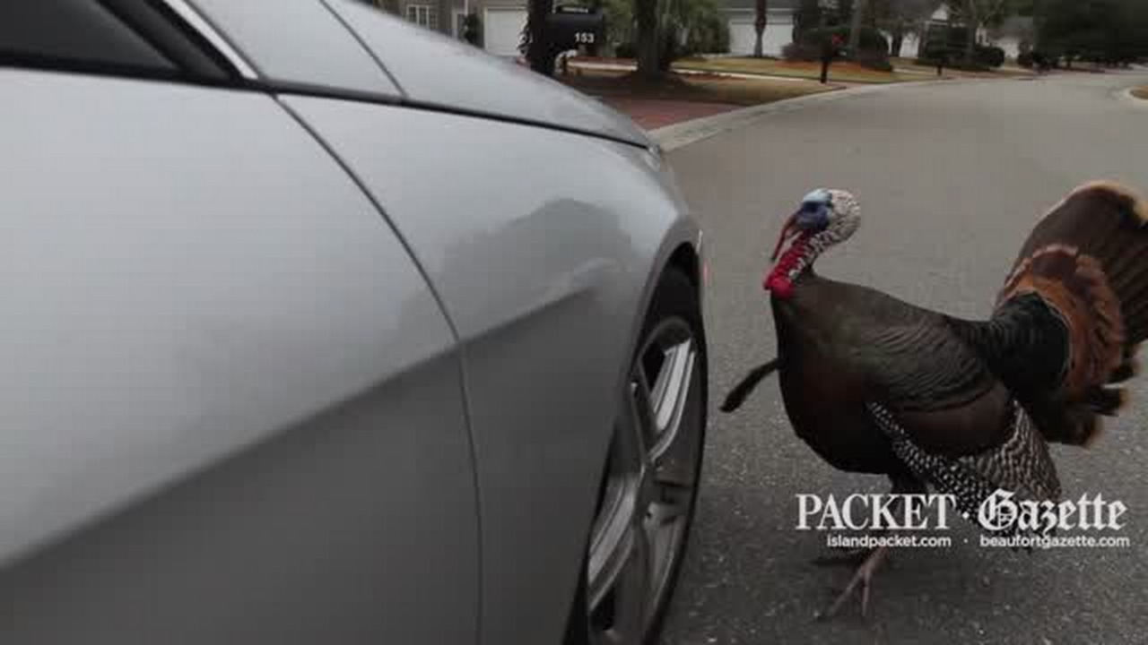 What’s a snood and how fast is a wild turkey? 10 things to know about the star of the season