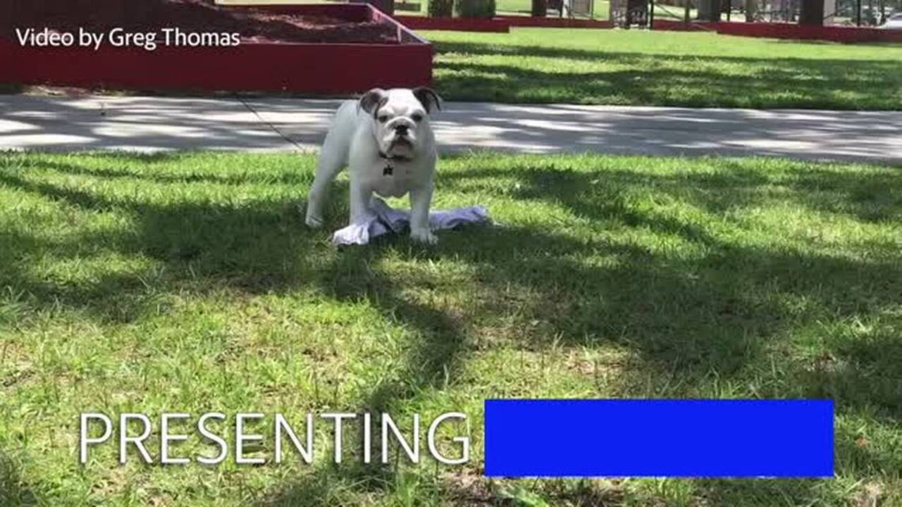 There is something different about Parris Island’s new mascot