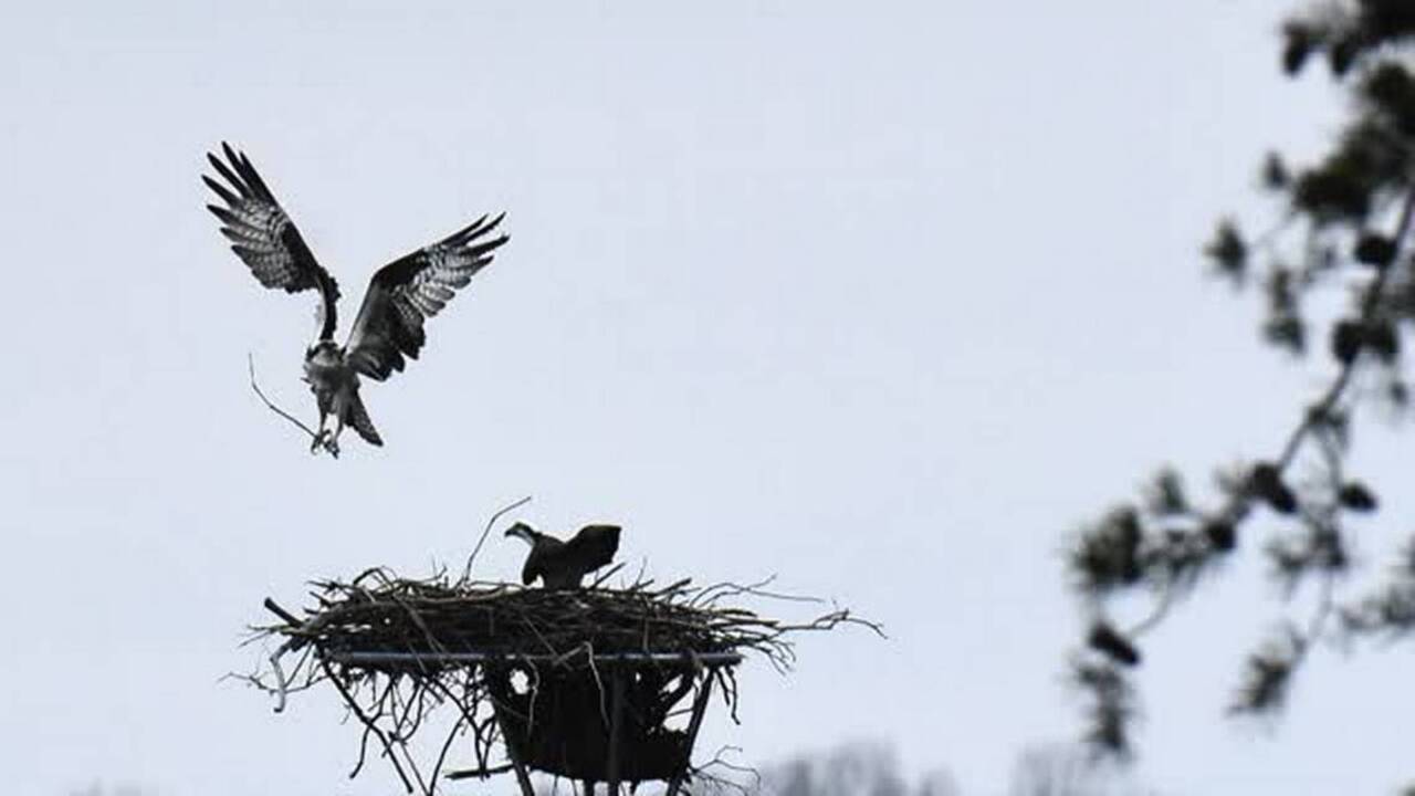 Giving osprey an alternative