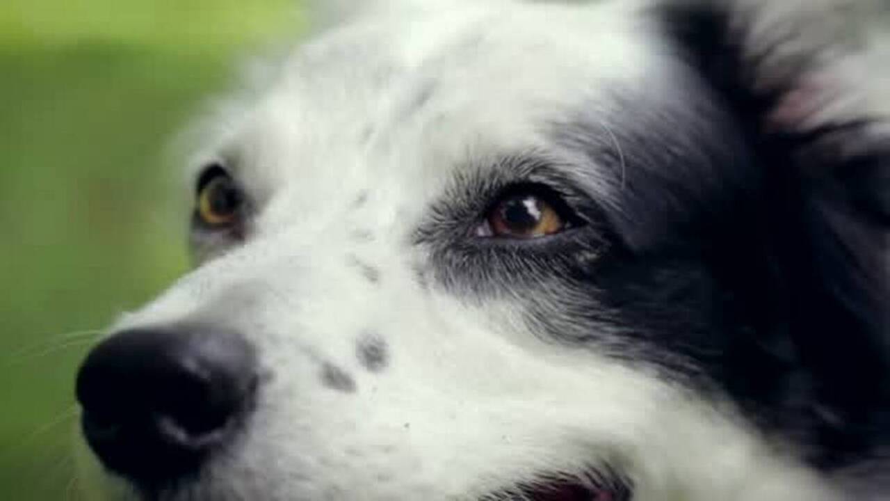 How the dog who knows 1,000 words got her name