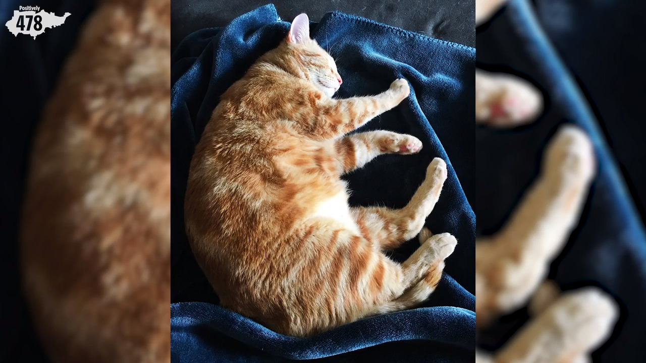 Here are The Telegraph’s favorite pets