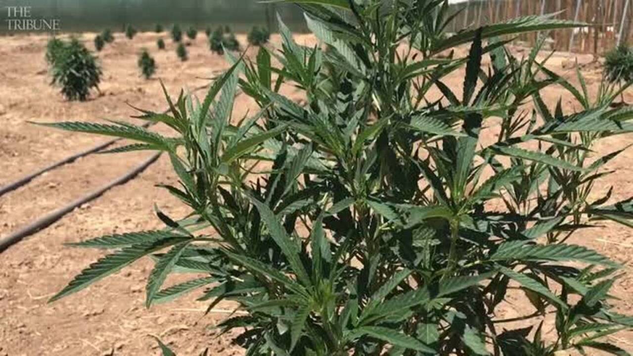 SLO County family finds steady work in the local cannabis industry