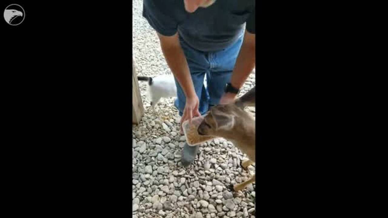 Injured fawn nursed back to help, now family pet