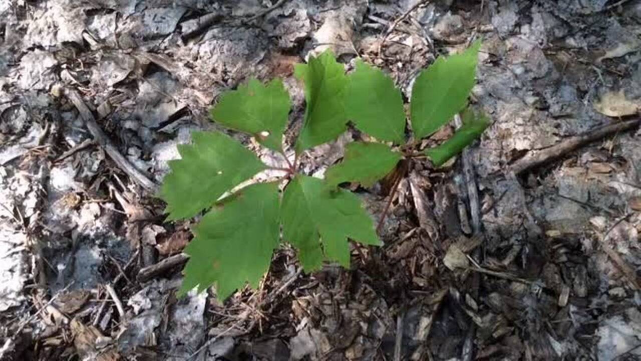 Poison ivy quiz
