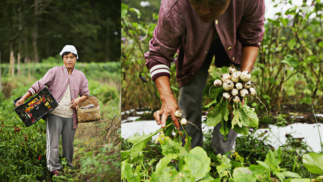 Far from home, refugees from Burma put down new roots at a community farm