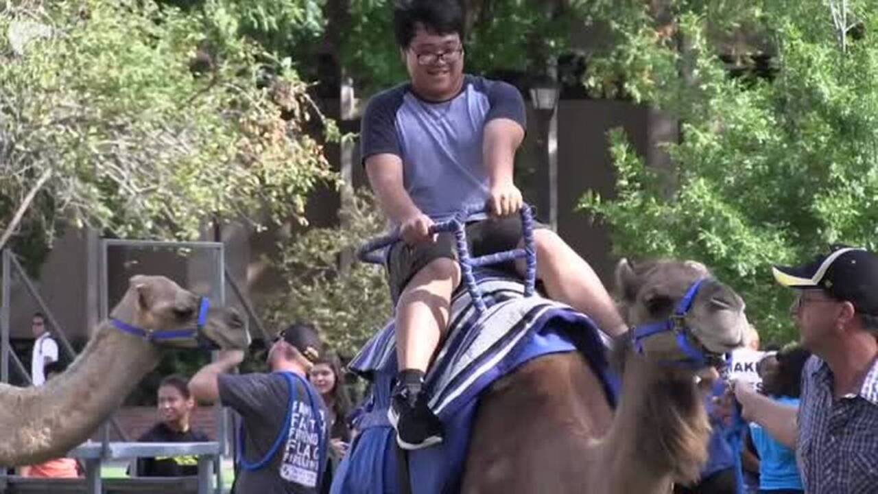 WSU students get to ride a camel