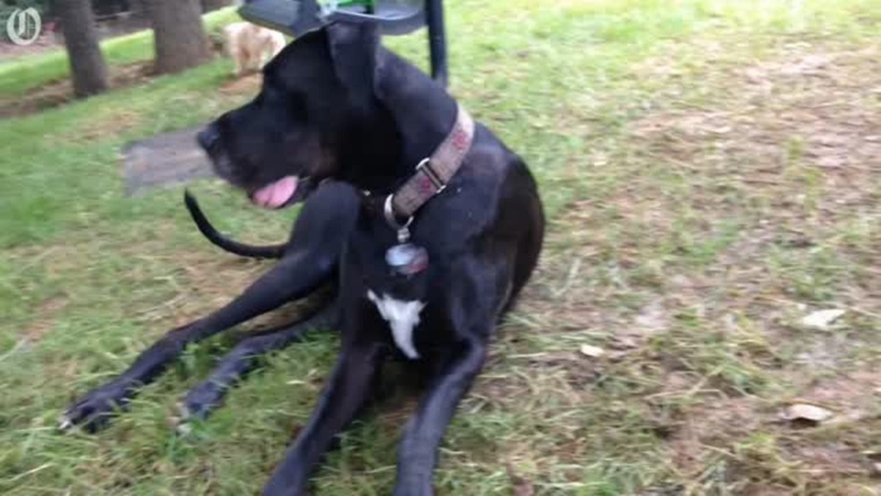Dogs can play at Canine Commons